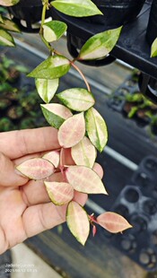 瓦林内锦球兰（Hoya walliniana variegata）
