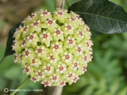 UT033球兰小苗 Hoya UT033
