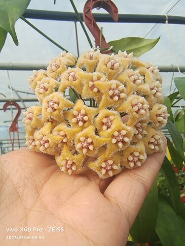 Hoya fraterna  亲密球兰 香水球兰
