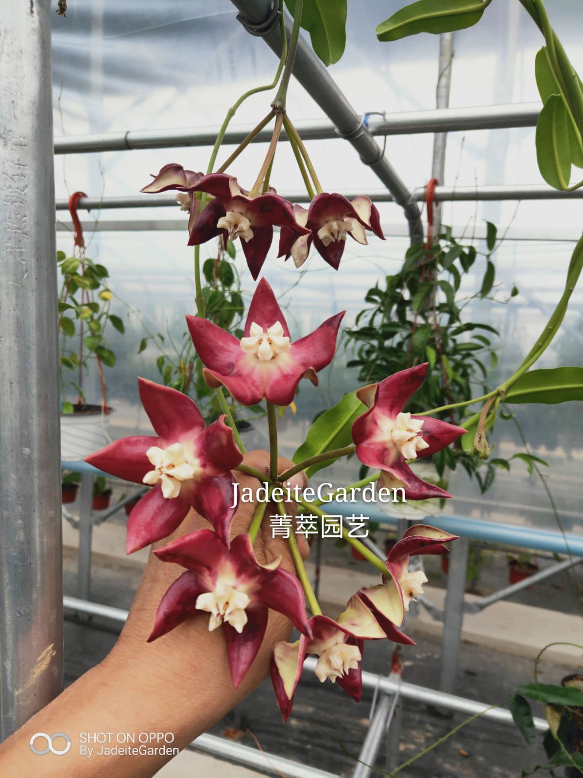 基地直销耐阴耐热精品帝王红花球兰 Hoya imperialis ssp. red