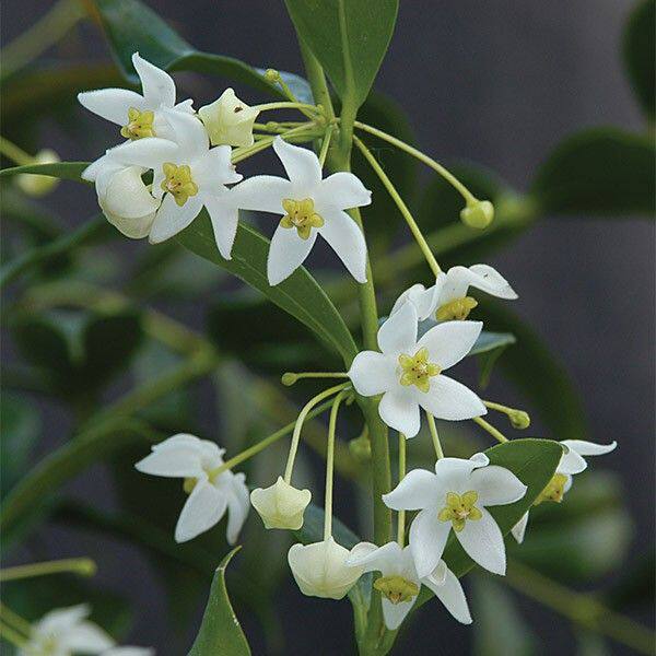 甜香球兰小苗（Hoya odorata）