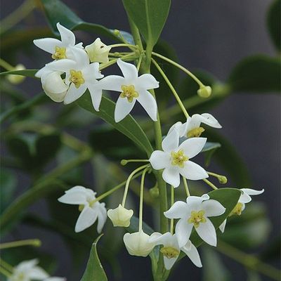 甜香小苗odorata球兰
