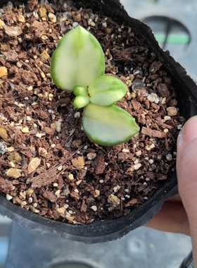 杂交匍匐内锦（Hoya cv. mathilde variegata）