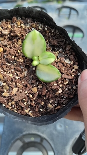 杂交匍匐内锦（Hoya cv. mathilde variegata）