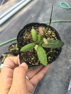 印尼斑印/阿拉斯河斑印 sigillatis alas river