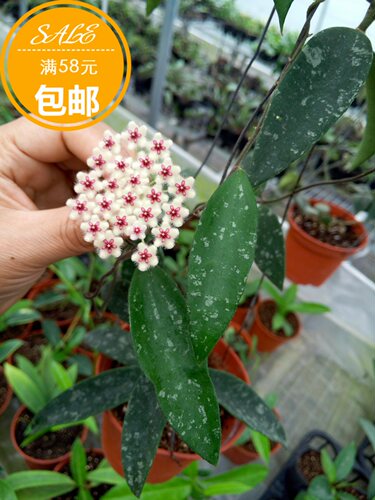 埔瓦球兰小苗耐寒等级4颗星