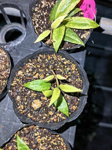 Hoya lacunosa gold lunar 金月裂瓣