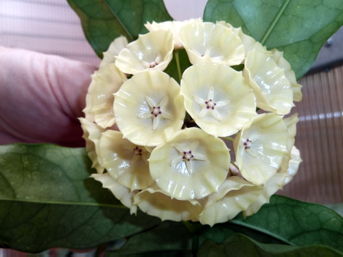康鹏娜（小苗）Hoya campanulata