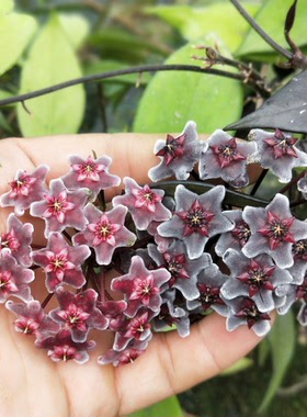 巴顿多色花球兰（Hoya pubicalyx Red button ）耐寒等级5颗星