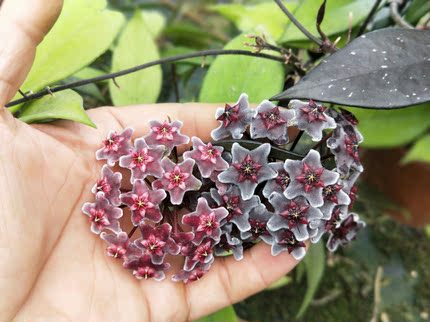 巴顿多色花球兰（Hoya pubicalyx Red button ）耐寒等级5颗星