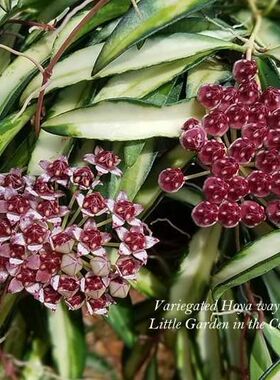 威特内锦球兰（市面上误称为冰糖内锦）Hoya wayetii variegata