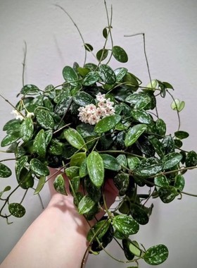 利马球兰 Hoya Lima