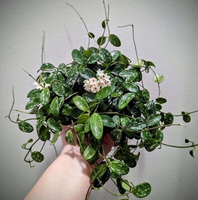 利马球兰 Hoya Lima