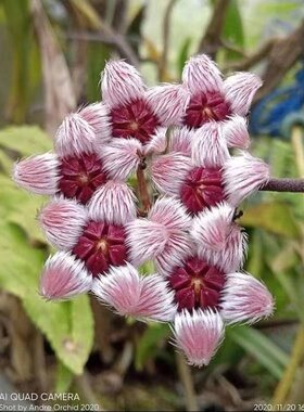 hoya sulawesiana 苏拉威西球兰