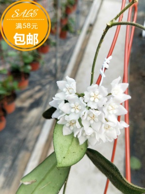 西藏白花球兰（Hoya thomsonii white flower）