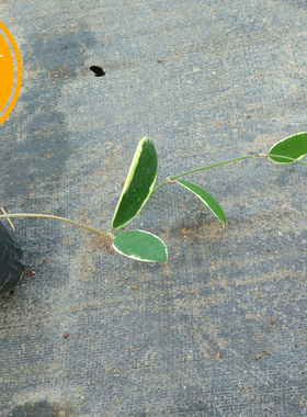 寄生外锦球兰浓香爬藤植物（Hoya parasitica albomarginata）