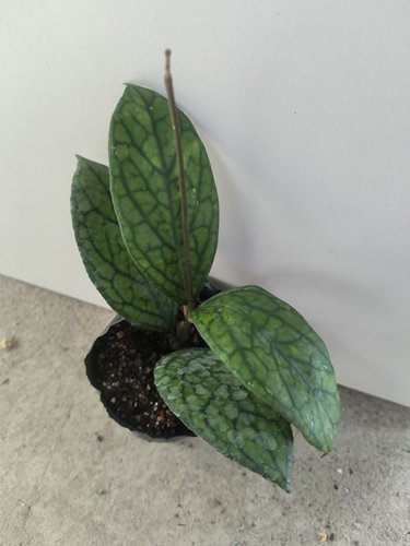 南榜小叶（hoya sp lampung small leaf）