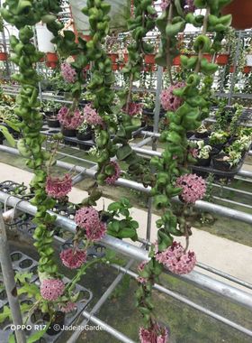 深绿卷叶球兰（Hoya compacta ssp. deep green）