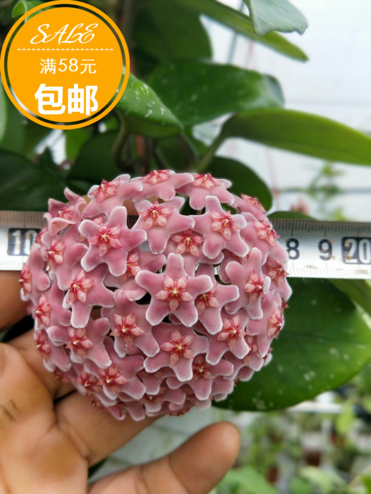 雀斑球兰小苗Hoya Carnosa'Freckles