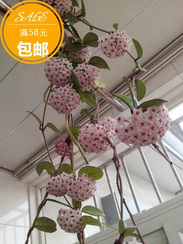绿叶粉花小苗白花耐寒红花球外锦