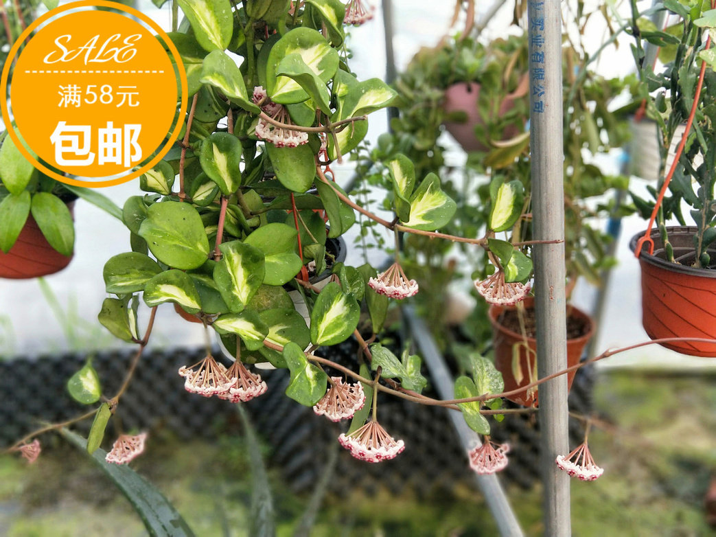 镜叶内锦球兰、hoya obovata variegated耐寒球兰