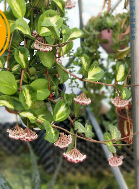 镜叶内锦球兰、hoya obovata variegated耐寒球兰