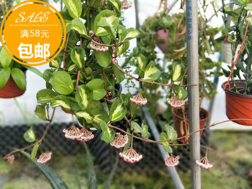镜叶内锦球兰、hoya obovata variegated耐寒球兰
