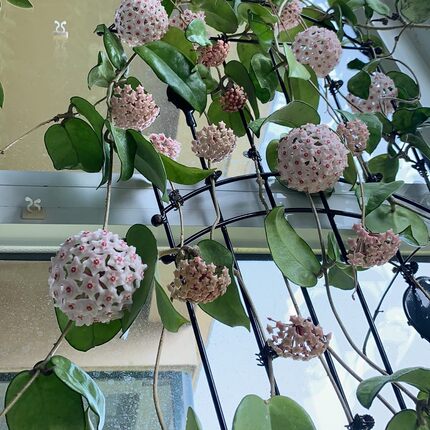 菁峰球兰 耐热耐寒勤花浓香 菁萃园艺选育