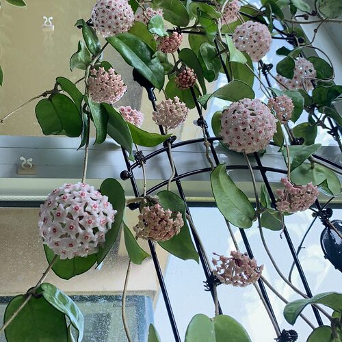 菁峰耐热耐寒勤花浓香选育球兰