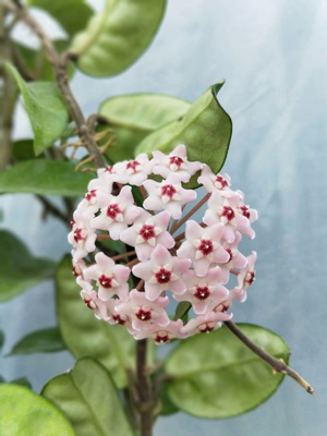 克林克球兰，扁豆叶球兰Hoya carnosa var.Krinkle耐寒