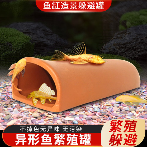 黄金胡子繁殖罐大帆产卵陶罐