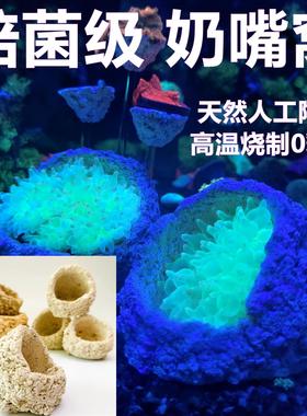 奶嘴海葵窝珊瑚防跑繁殖躲避罐迷你小红奶嘴繁殖爪哇基拉戈干岩石