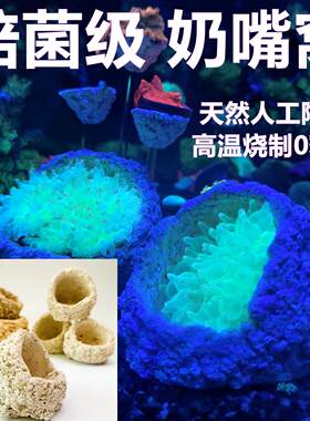 奶嘴海葵窝珊瑚防跑繁殖躲避罐迷你小红奶嘴繁殖爪哇基拉戈干岩石