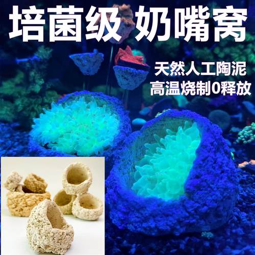 奶嘴海葵窝珊瑚防跑繁殖躲避罐迷你小红奶嘴繁殖爪哇基拉戈干岩石