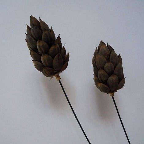 园艺大熊干花手工装饰花落地插花假花艺术高仿真花客厅 大火龙果