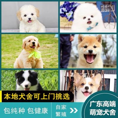 广州佛山犬舍纯种比熊金毛柴犬边牧柯基博美萨摩耶泰迪雪纳瑞幼犬