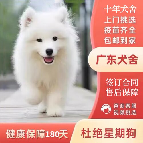 【广州佛山犬舍】纯种萨摩耶幼犬熊版幼犬微笑天使犬活体宠物狗狗