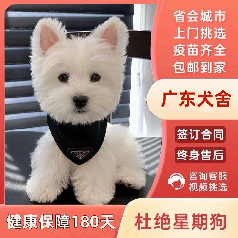 【东莞犬舍】纯种西高地幼犬白梗幼犬纯种双血统小型活体网红宠物