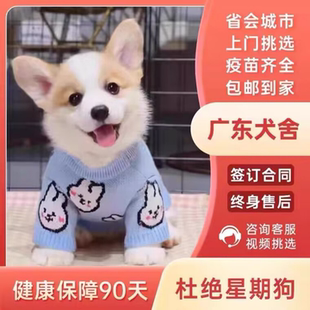 【广州佛山犬舍】纯种柯基幼犬小短腿双色三色小型犬宠物狗活物