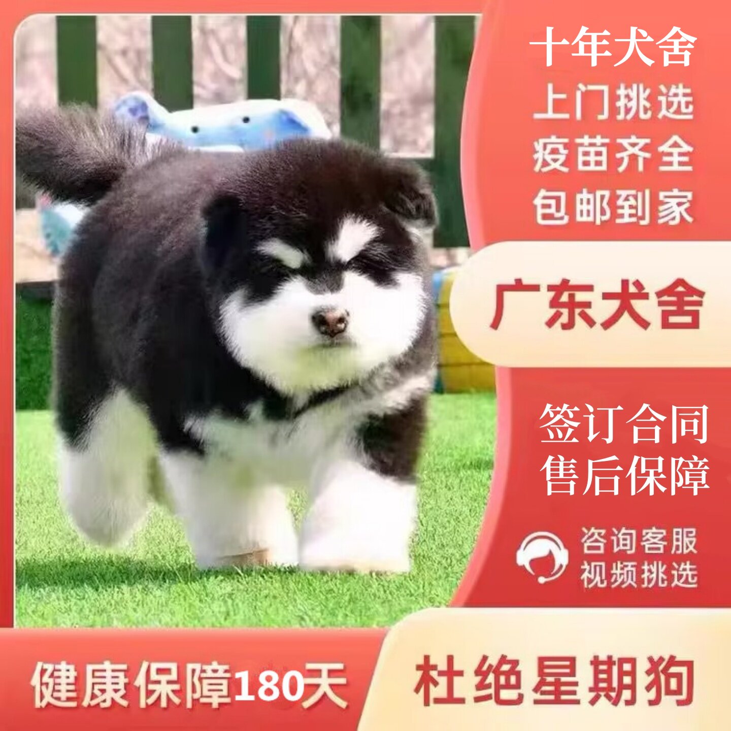 【东莞犬舍】纯种阿拉斯加幼犬狗狗雪橇犬灰黑棕红色熊版幼犬狗狗