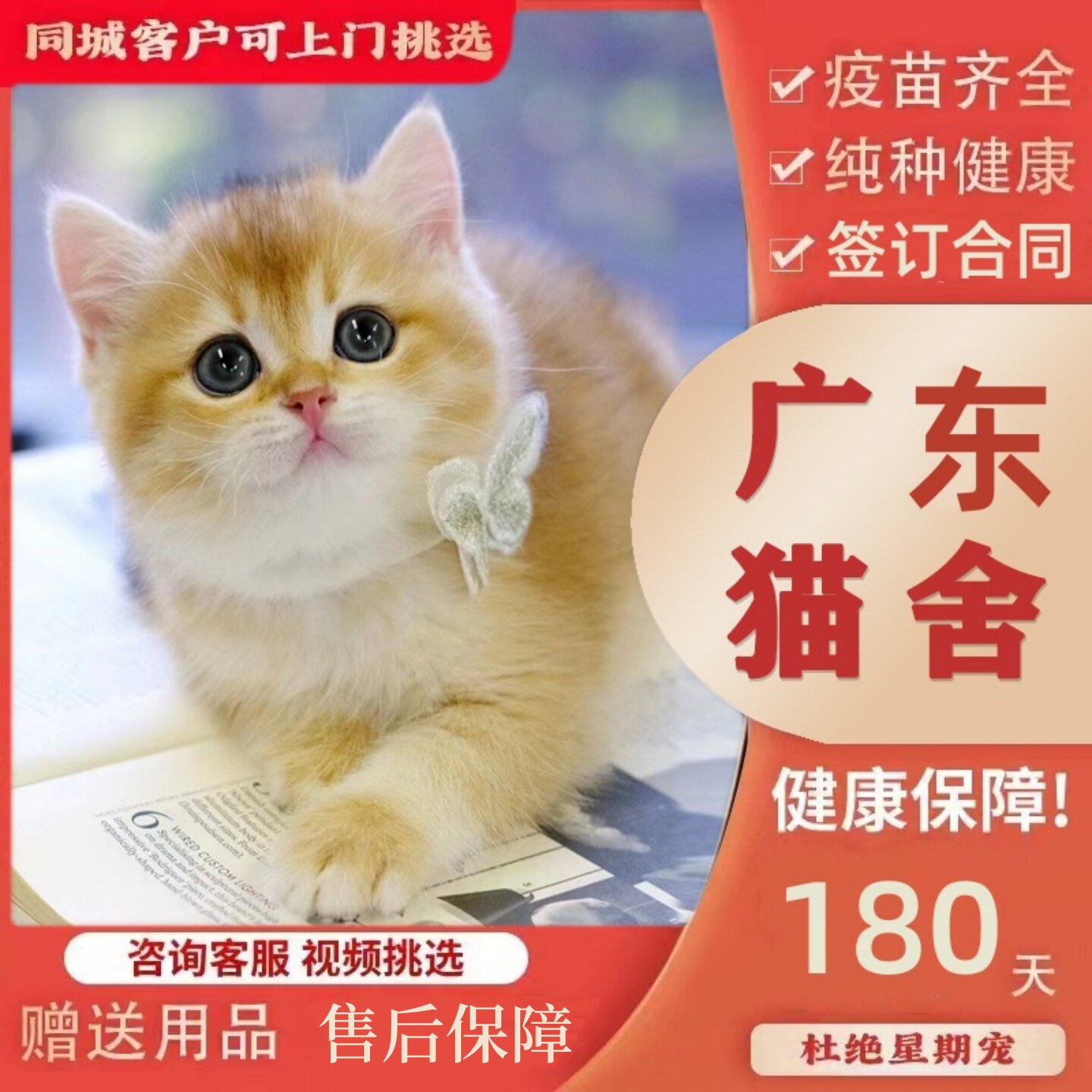 【广州猫舍】英短纯种金渐层幼猫幼崽血统赛级短毛蓝金活体宠物咪