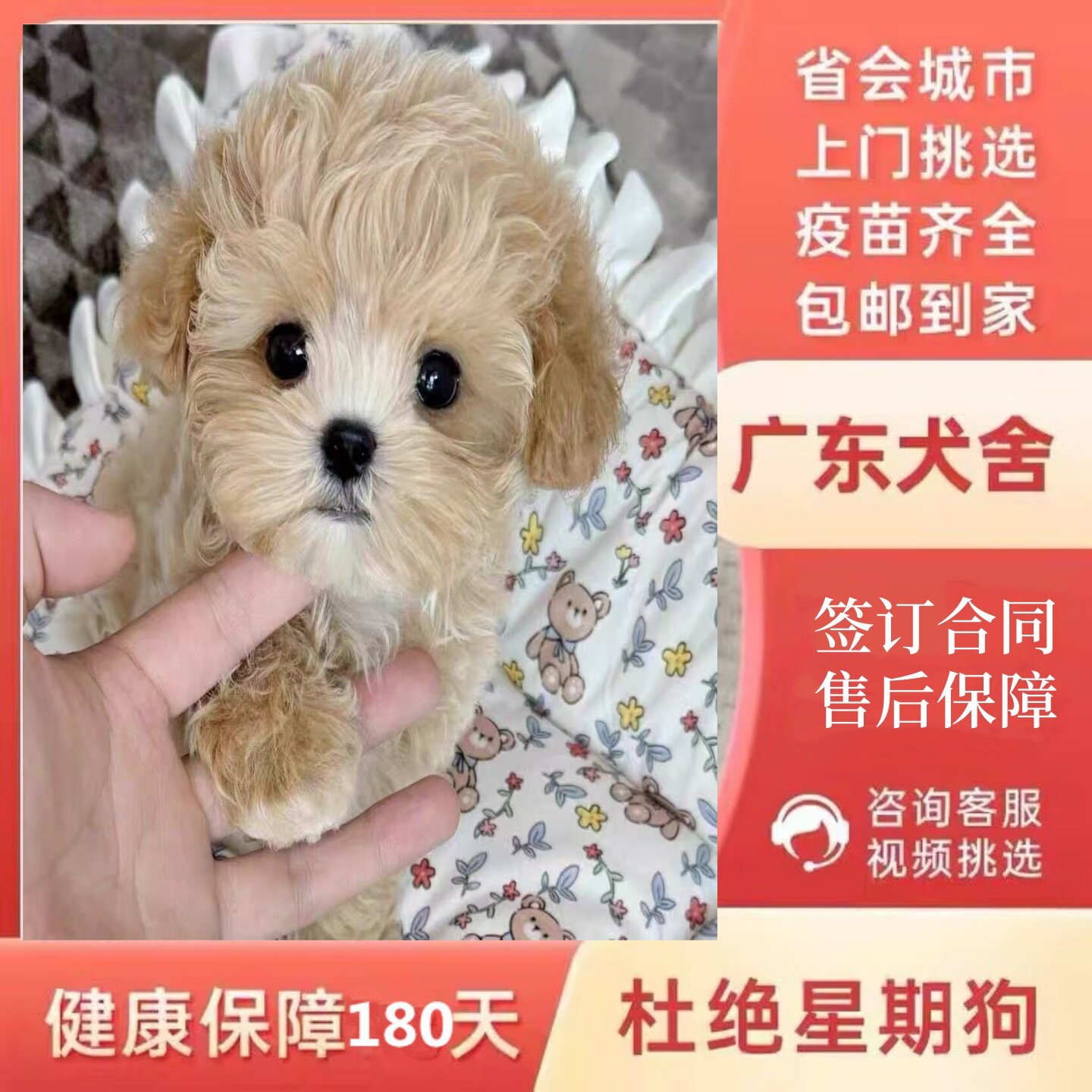 【广州佛山犬舍】纯种马尔泰幼犬韩系小体黄白花香槟色活体宠物狗