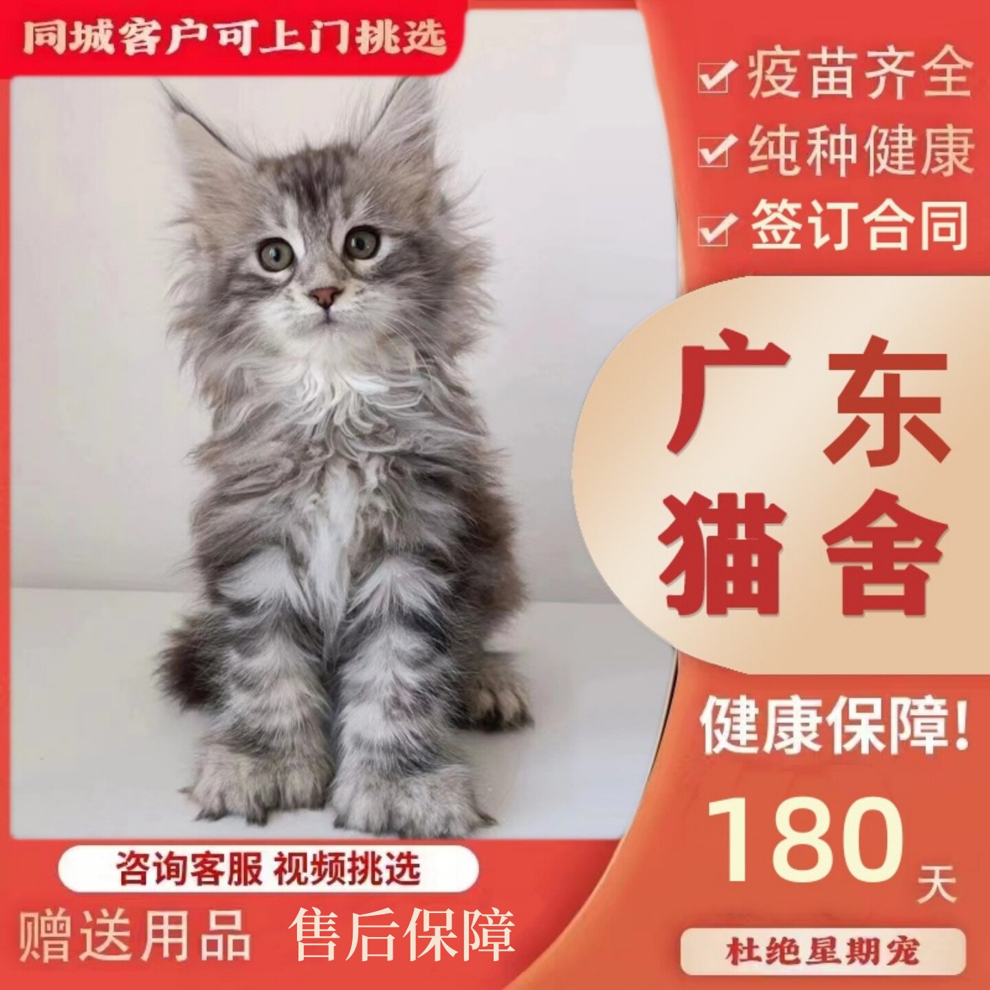 【广州佛山猫舍】纯种缅因猫幼猫宠物猫咪活体烟灰黑棕虎斑长毛猫