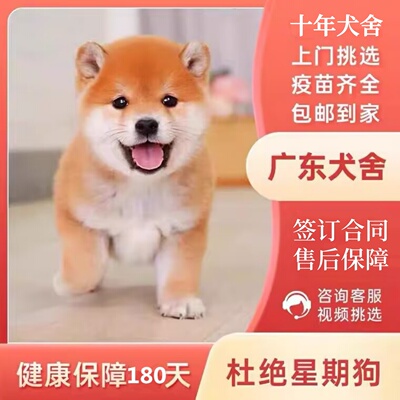 【广州佛山犬舍】日本柴犬幼犬纯种赤柴黑柴豆柴双血统宠物狗活体