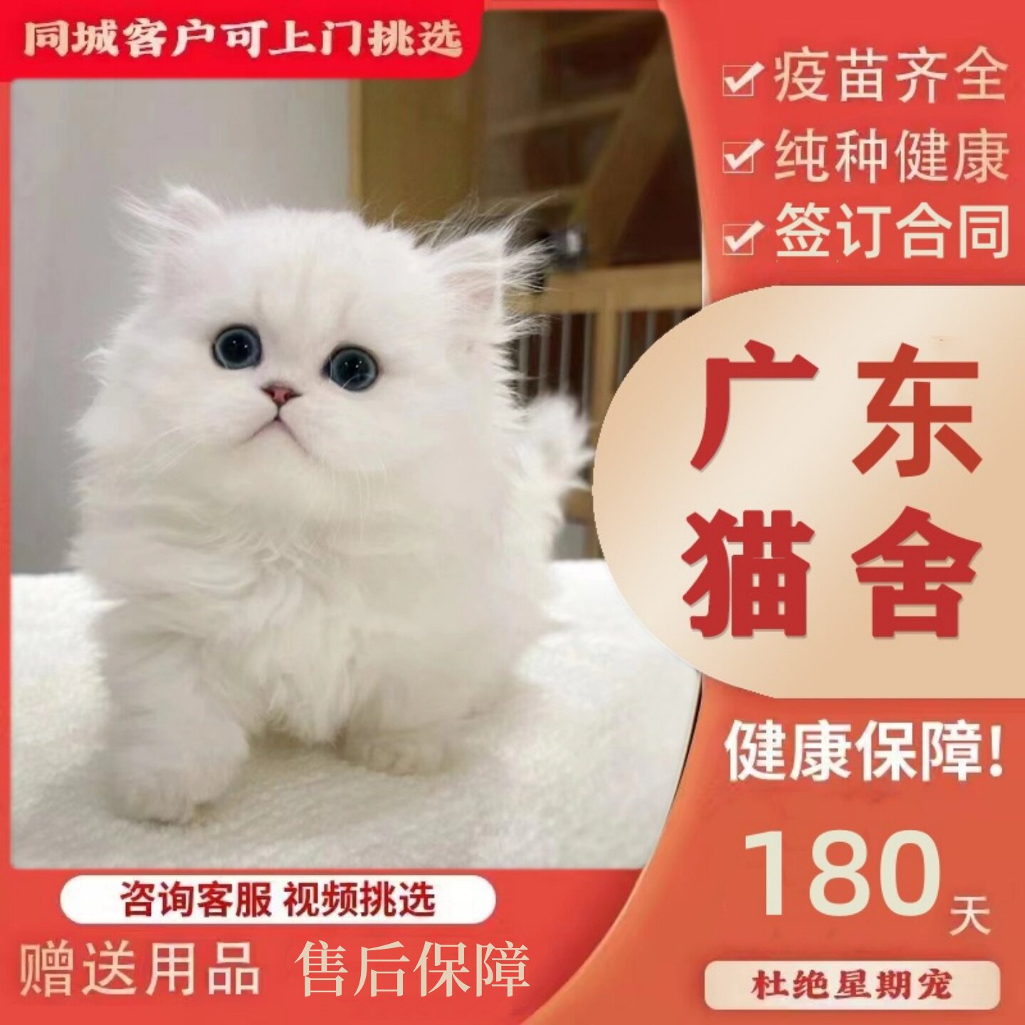 【广州佛山猫舍】纯种金吉拉幼猫曼基康矮脚拿破仑猫活体宠物猫咪