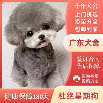 【广州佛山犬舍】纯种香槟泰迪幼犬茶杯犬小体韩系活体宠物灰泰迪