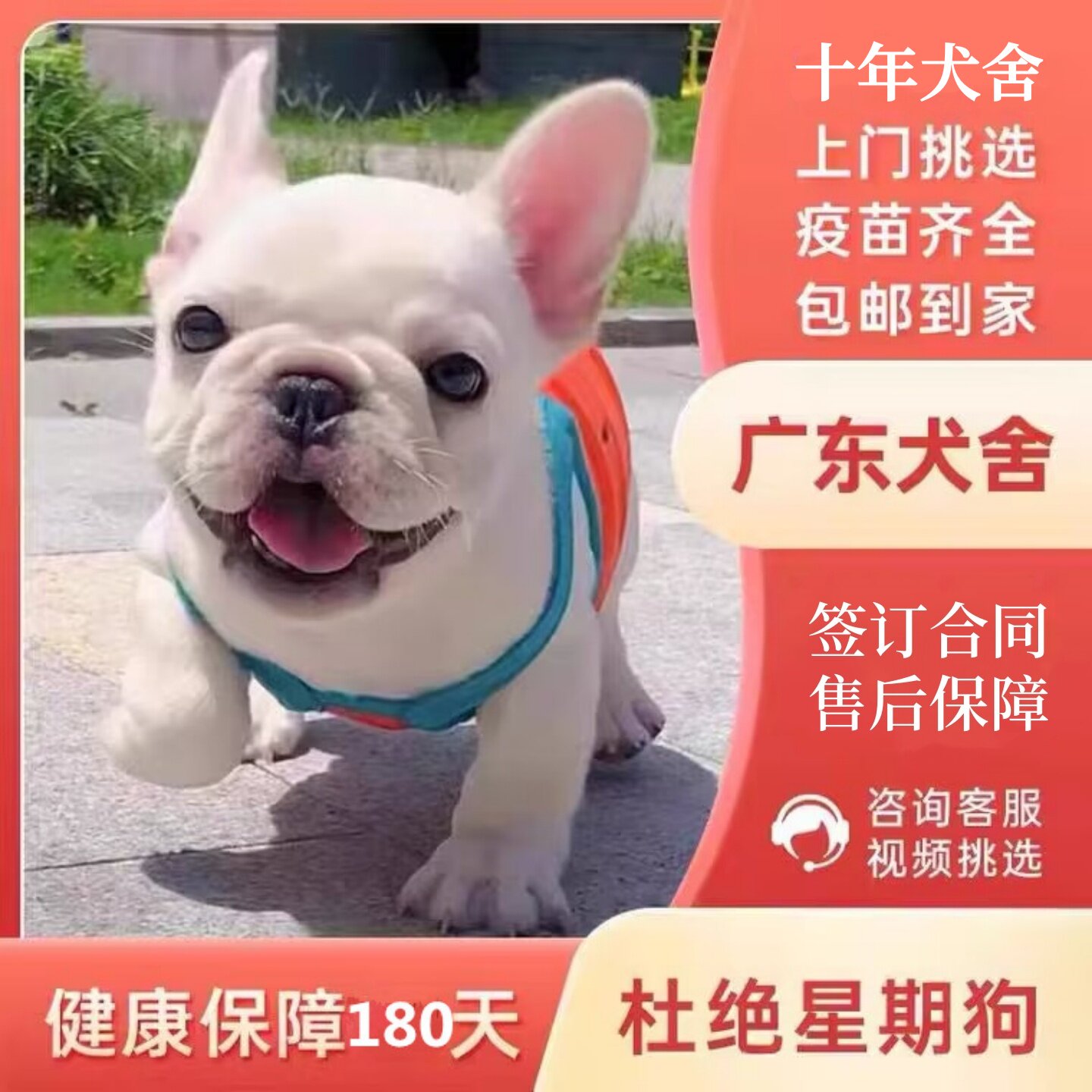 【深圳犬舍】法斗幼犬宠物法国斗牛犬纯种奶油黑蓝色英牛活体狗狗