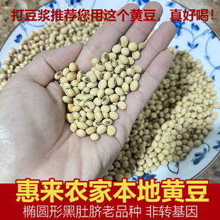 潮汕惠来特产本地黑肚脐黄豆老豆种农家自种非转基因打豆浆营养好