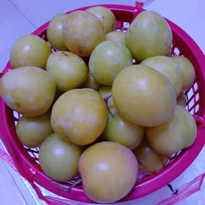 新鲜水果苏州李子顺丰包邮