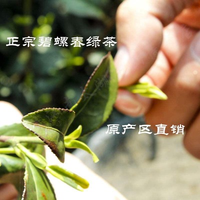 碧螺春绿茶2024新茶试饮农产品